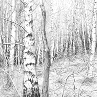 Nicky Symes - Silver Birches, Firestone